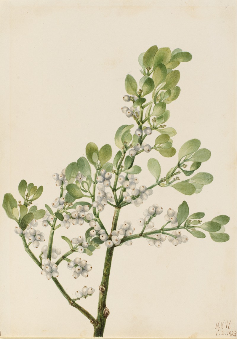 American Mistletoe (Phoradendron flavescens) by Мэри Вокс Уолкотт, 1923 — digital art print download