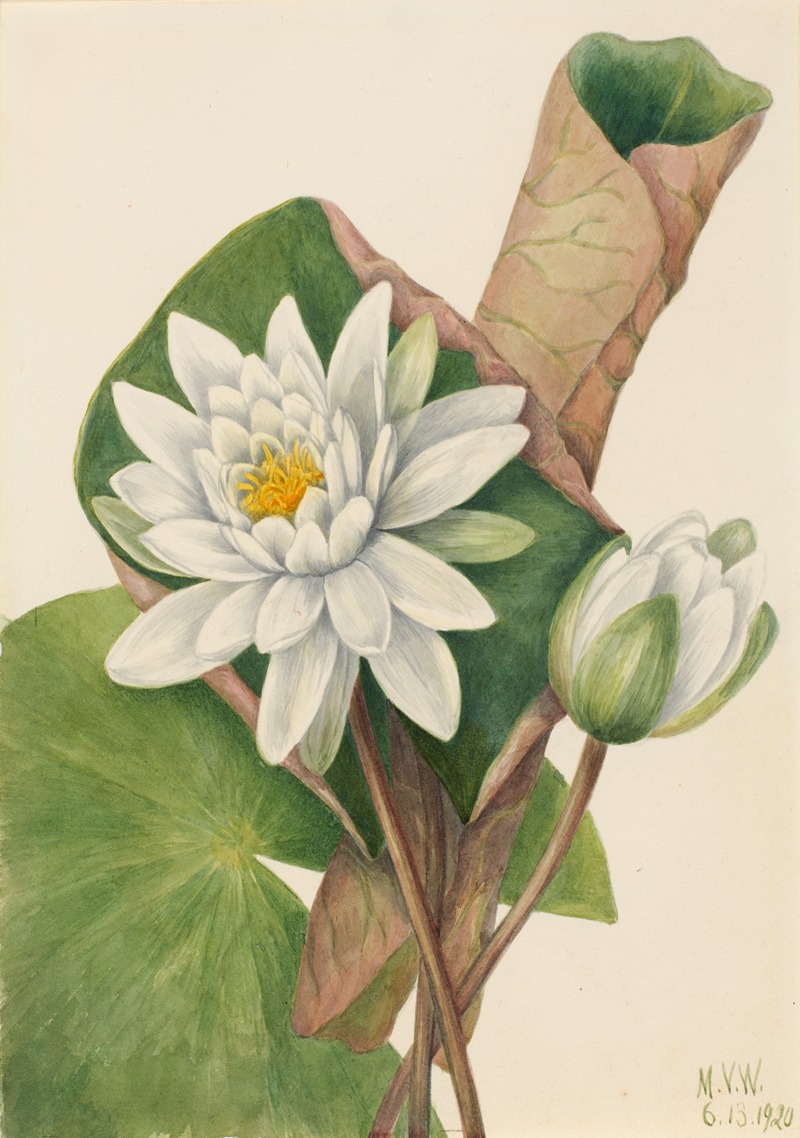 American Waterlily (Castalia odorata) — Mary Vaux Walcott