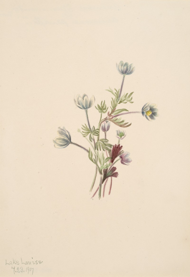 Anemone (Anemone drummondii) by Мэри Вокс Уолкотт, 1907 — digital art print download