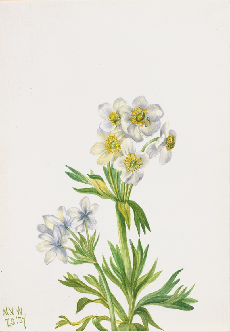 Anemone (Anemone zephyra) by Мэри Вокс Уолкотт, 1937 — digital art print download