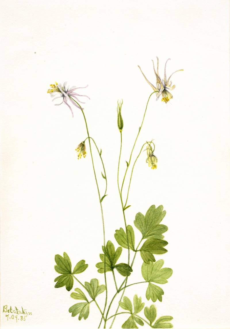 Aquilegia ecalcarata by Мэри Вокс Уолкотт, 1935 — digital art print download