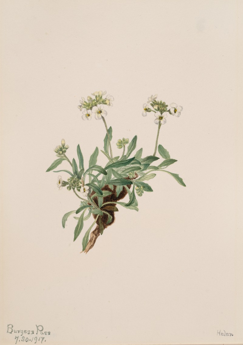 Arabis drummondii by Мэри Вокс Уолкотт, 1917 — digital art print download