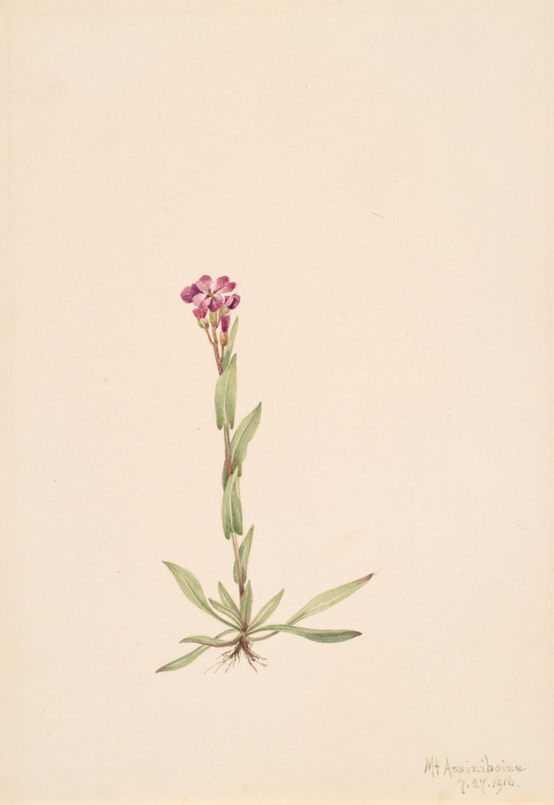 Arabis lyallii by Мэри Вокс Уолкотт, 1916 — digital art print download