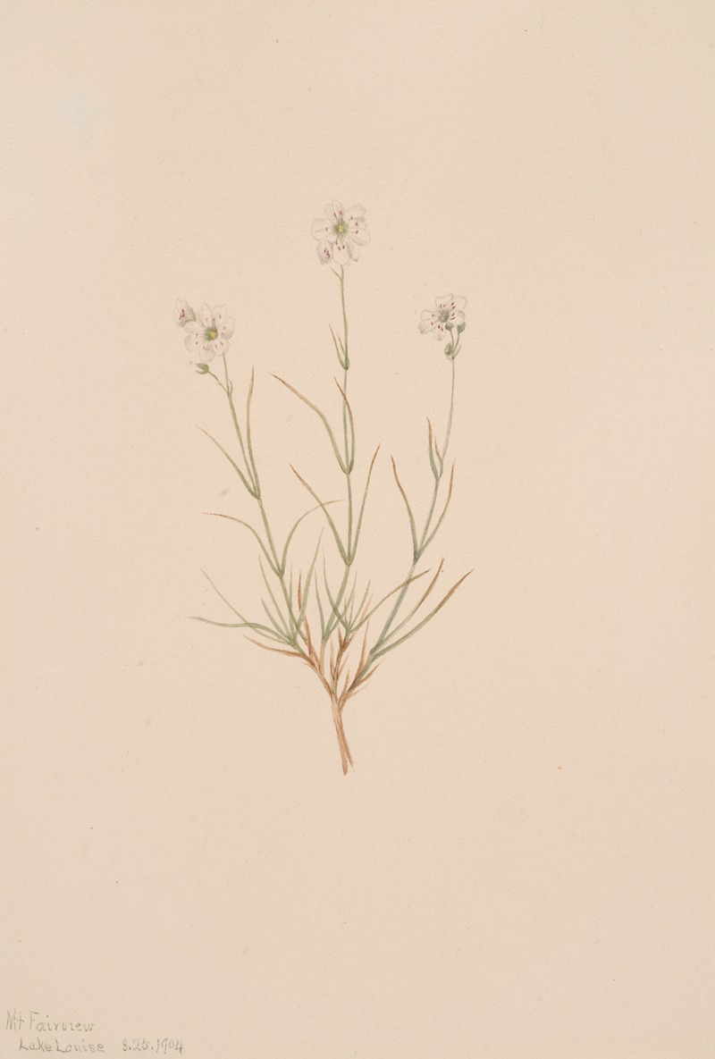 Arenaria formosa by Мэри Вокс Уолкотт, 1904 — digital art print download