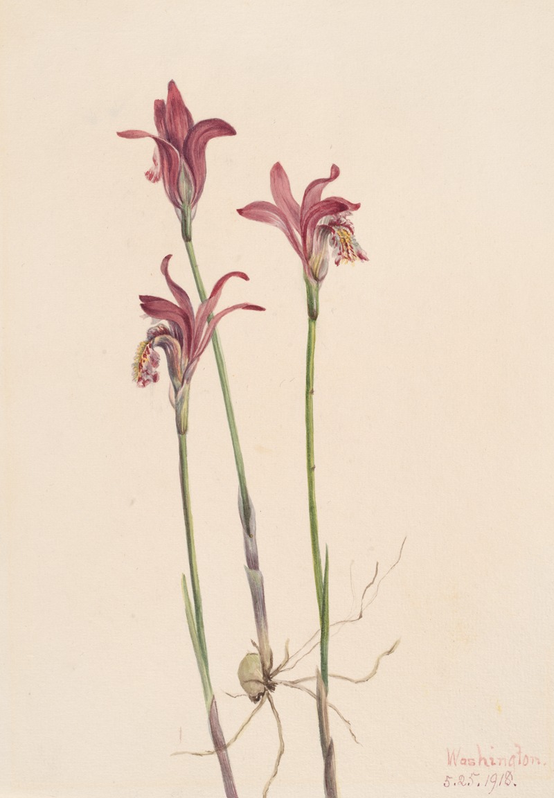 Arethusa (Arethusa bulbosa) — Mary Vaux Walcott