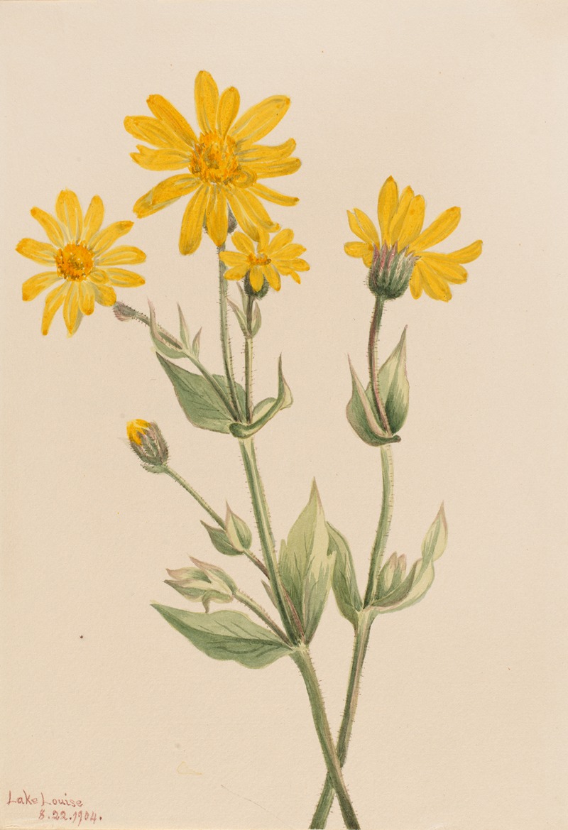 Arnica (Arnica latifolia) by Мэри Вокс Уолкотт, 1904 — digital art print download