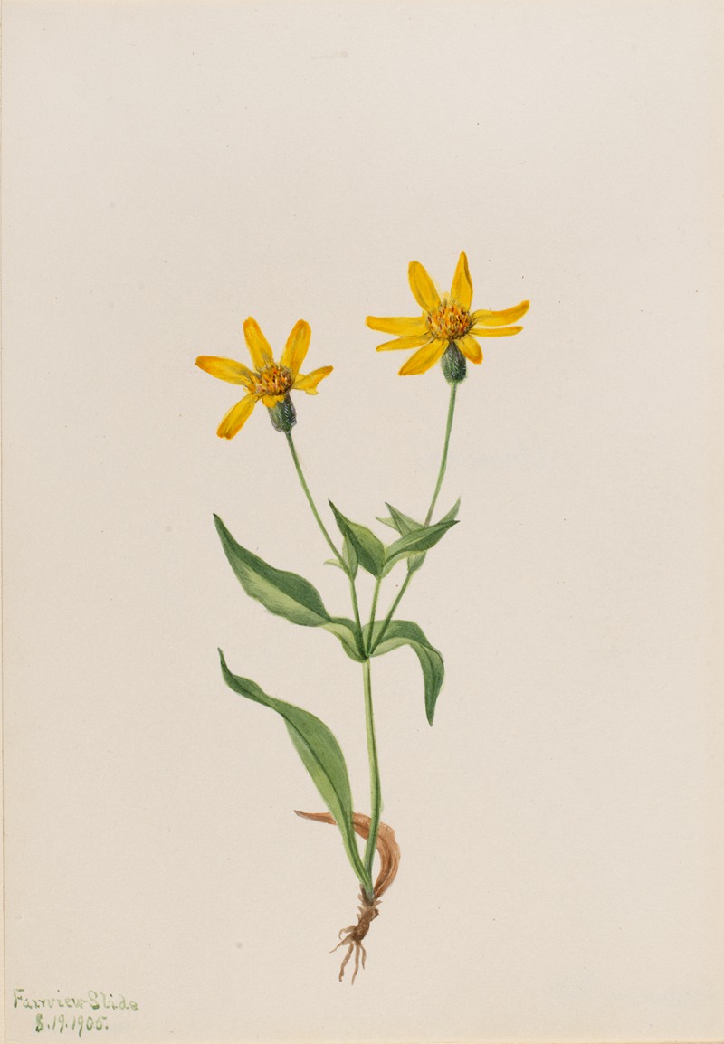 Arnica alpina by Мэри Вокс Уолкотт, 1905 — digital art print download