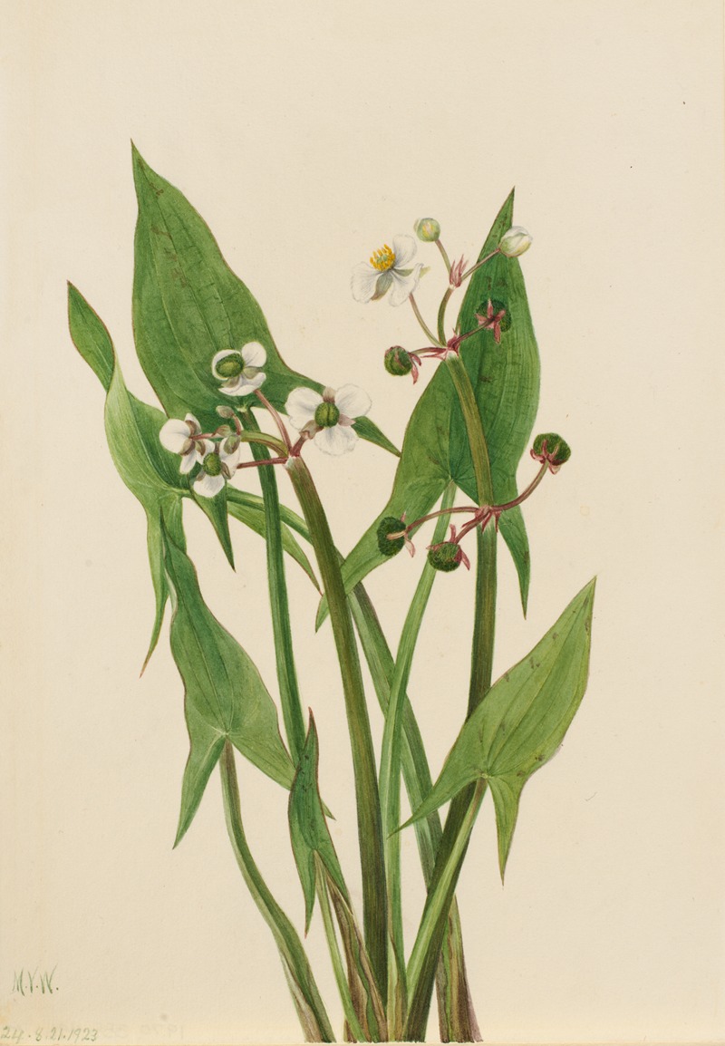 Arum Arrowhead (Sagittaria cuneata) by Мэри Вокс Уолкотт, 1923 — digital art print download