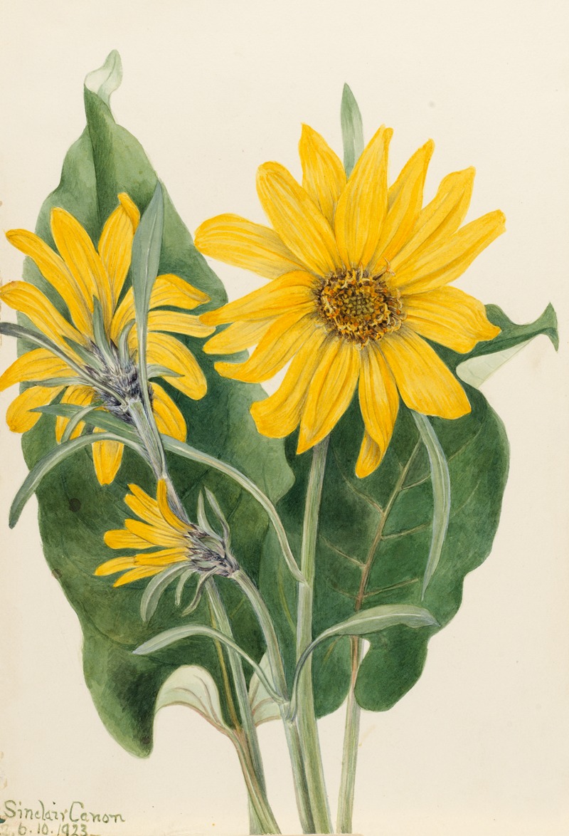 Balsamroot (Balsamorhiza sagittata) — Mary Vaux Walcott