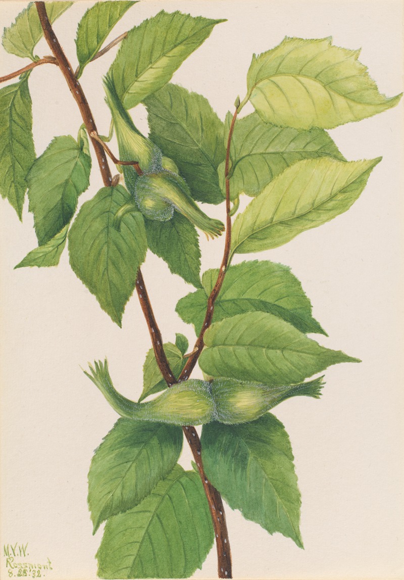 Beaked Hazelnut (Corylus rostrata) by Мэри Вокс Уолкотт, 1932 — digital art print download