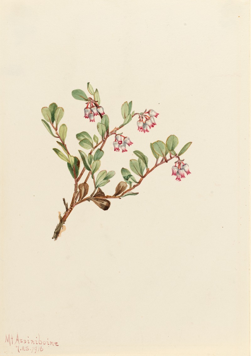 Bearberry (Arctostaphylos uva-ursi) — Мэри Вокс Уолкотт