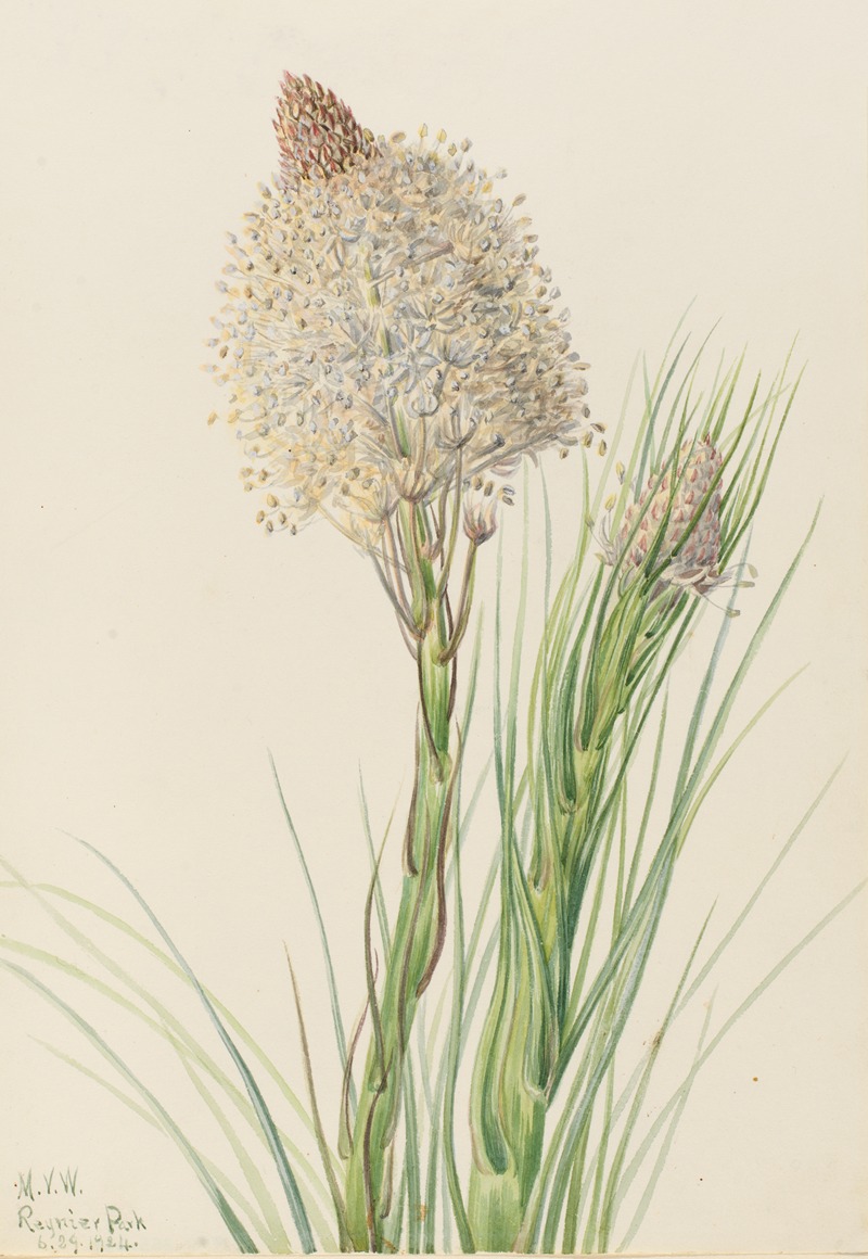 Beargrass (Xerophyllum tenax) by Мэри Вокс Уолкотт, 1924 — digital art print download