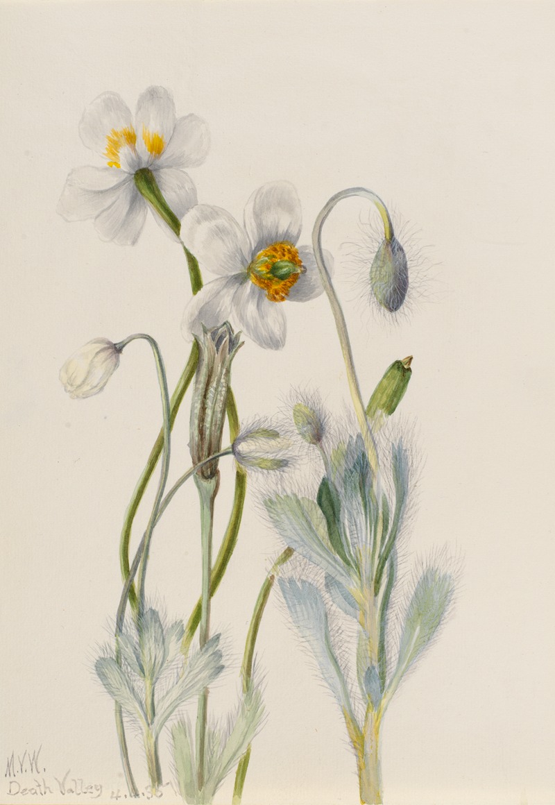 Bearpoppy (Arctomecon merriami) by Мэри Вокс Уолкотт, 1935 — digital art print download
