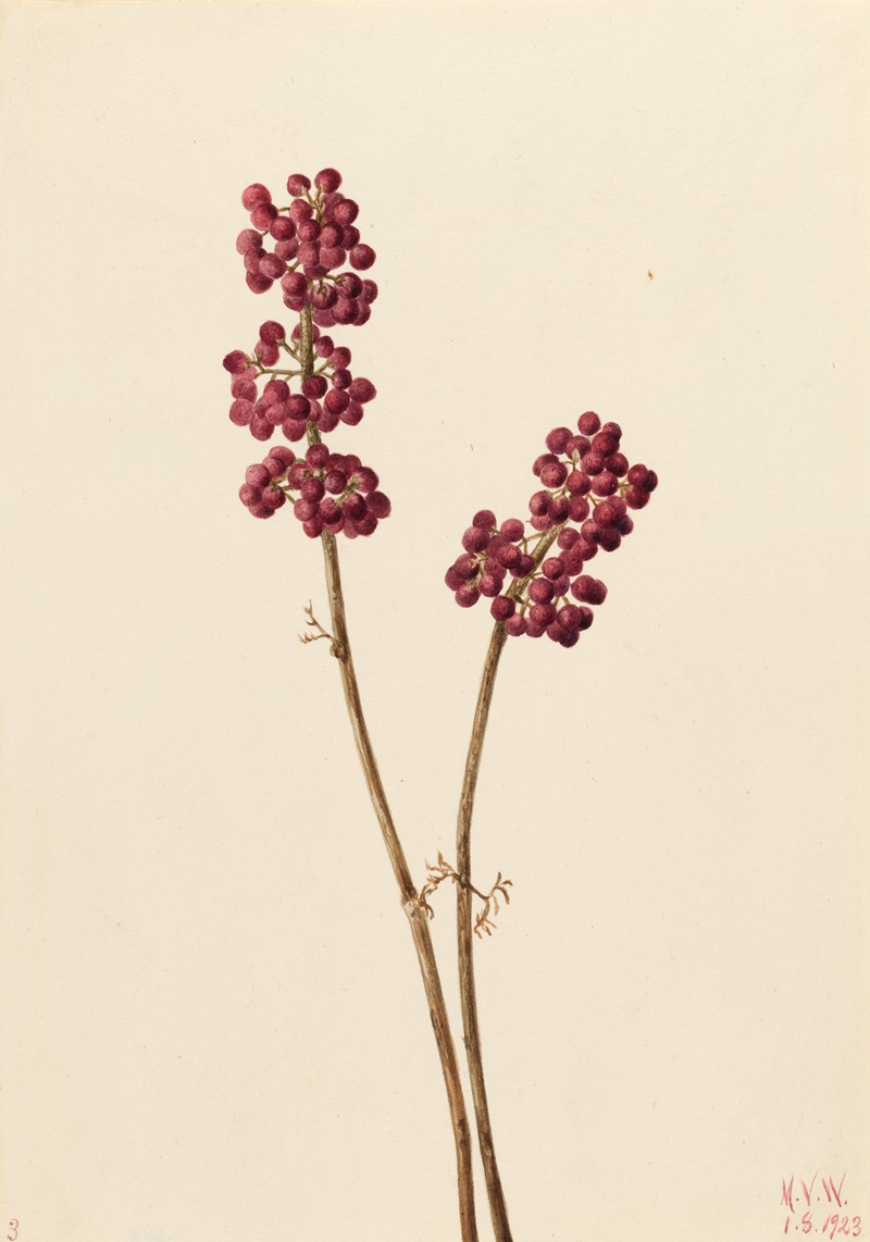 Beauty Berry (Callicarpa americana) — Mary Vaux Walcott