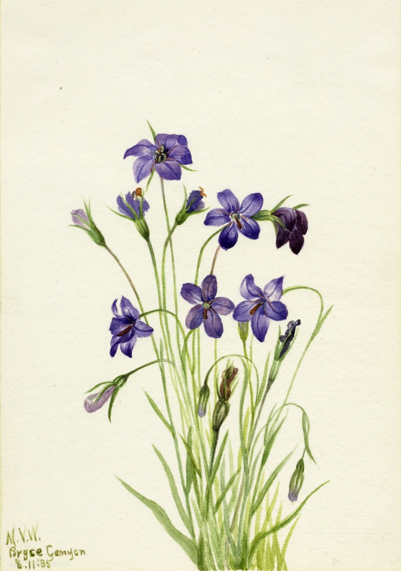 Bellflower (Campanula) by Мэри Вокс Уолкотт, 1935 — digital art print download