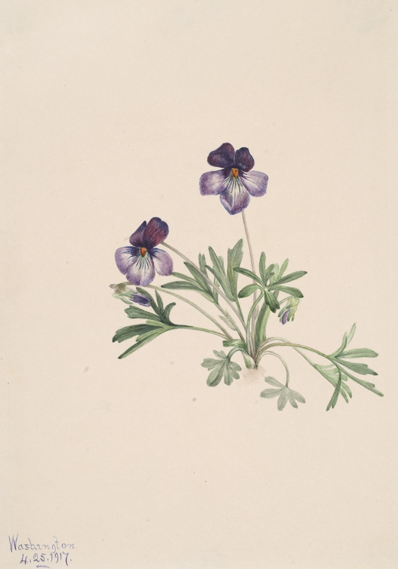 Birdsfoot Violet (Viola pedata) by Мэри Вокс Уолкотт, 1917 — digital art print download