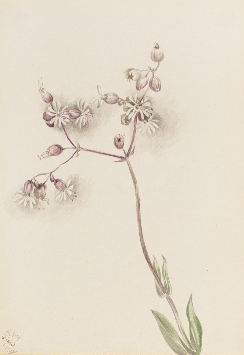 Bladder Campion (Silene latifolia) by Мэри Вокс Уолкотт, 1900 — digital art print download