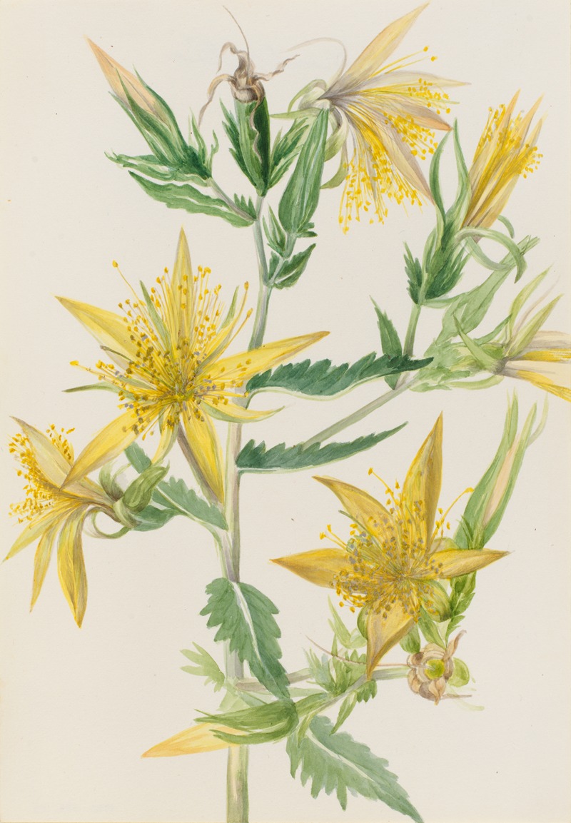 Blazing Star (Mentzelia laevicaulis) by Мэри Вокс Уолкотт — digital art print download