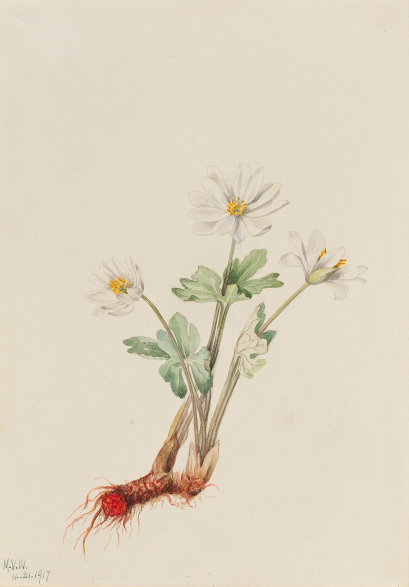 Bloodroot (Sanguinaria canadensis) by Мэри Вокс Уолкотт, 1917 — digital art print download