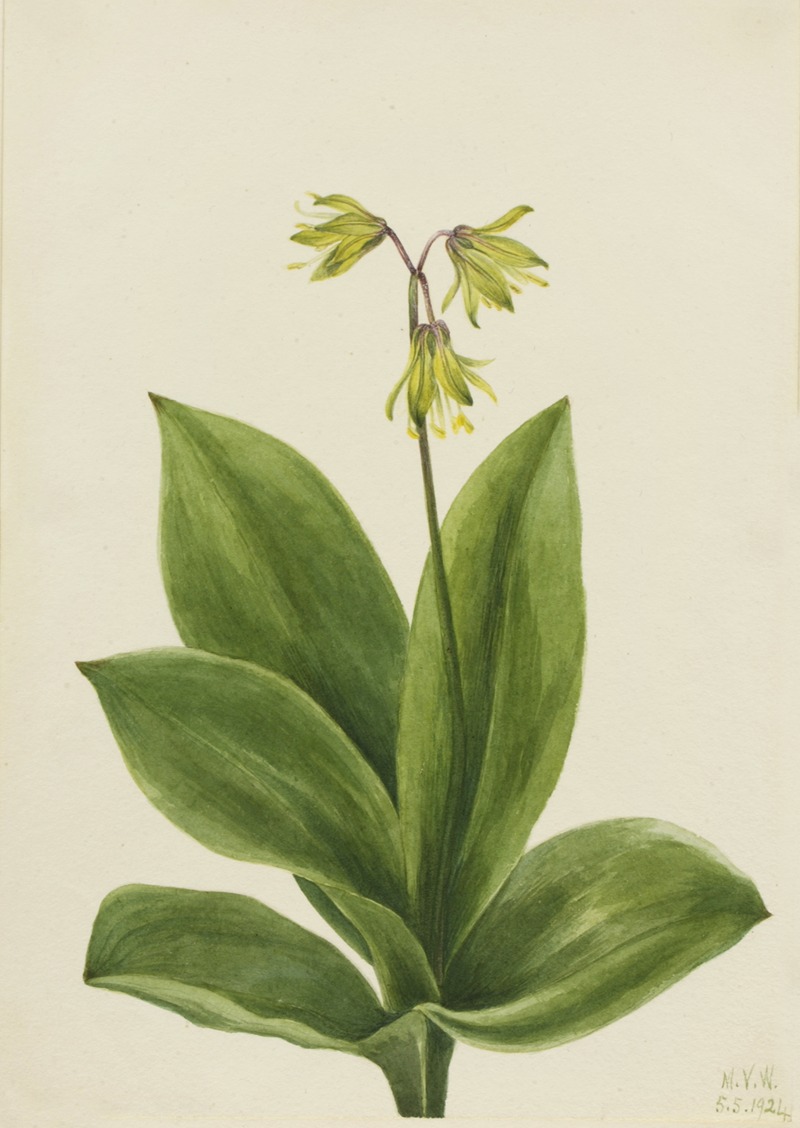 Blue Bead (Clintonia borealis) by Мэри Вокс Уолкотт, 1924 — digital art print download
