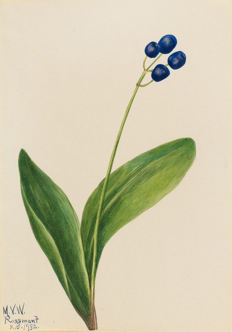 Blue Bead (Clintonia borealis) by Мэри Вокс Уолкотт, 1932 — digital art print download
