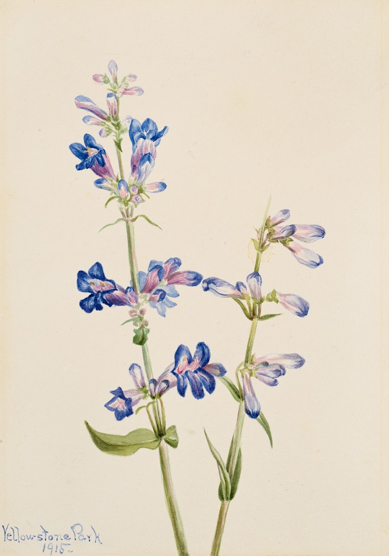 Blue Beard-Tongue (Pentstemon) by Мэри Вокс Уолкотт, 1915 — digital art print download