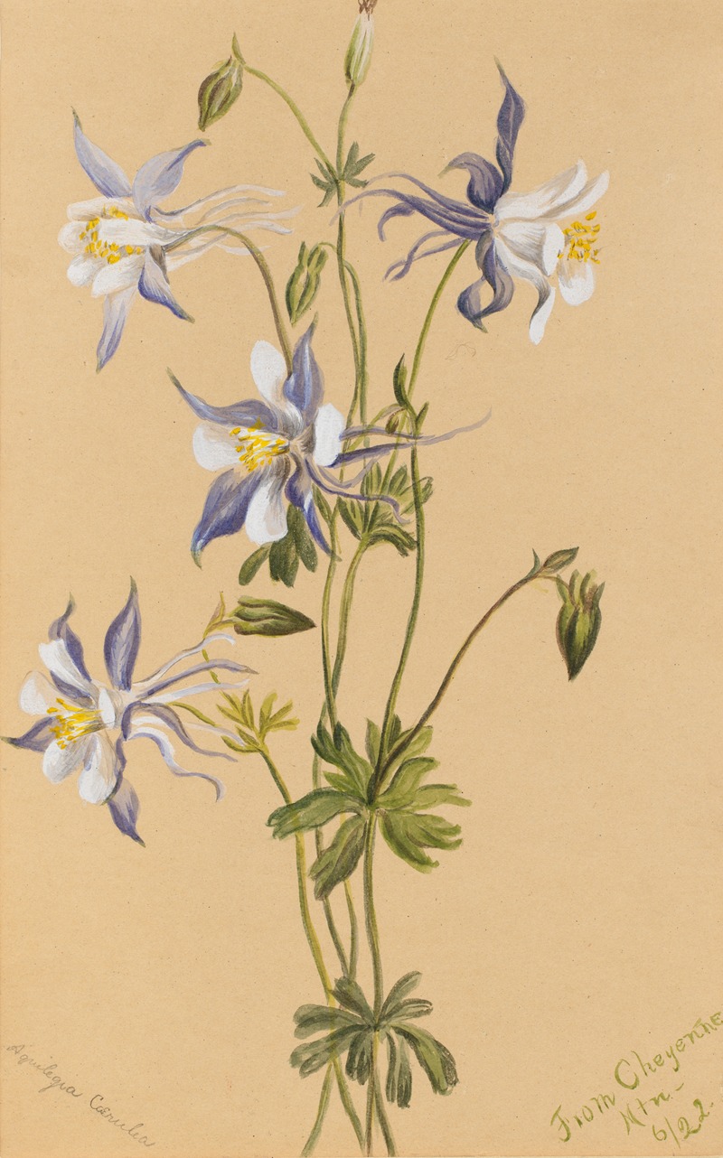 Blue Columbine (Aquilegia caerulea) — Mary Vaux Walcott