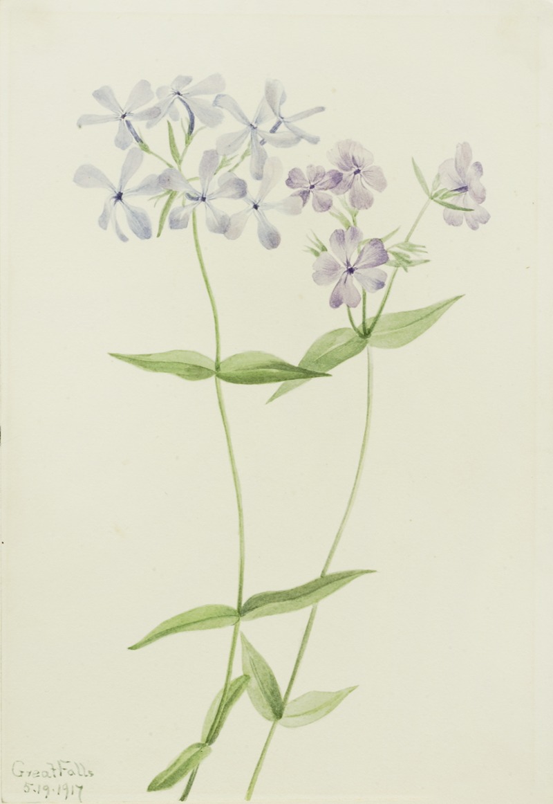 Blue Phlox (Phlox divaricata) by Мэри Вокс Уолкотт, 1917 — digital art print download