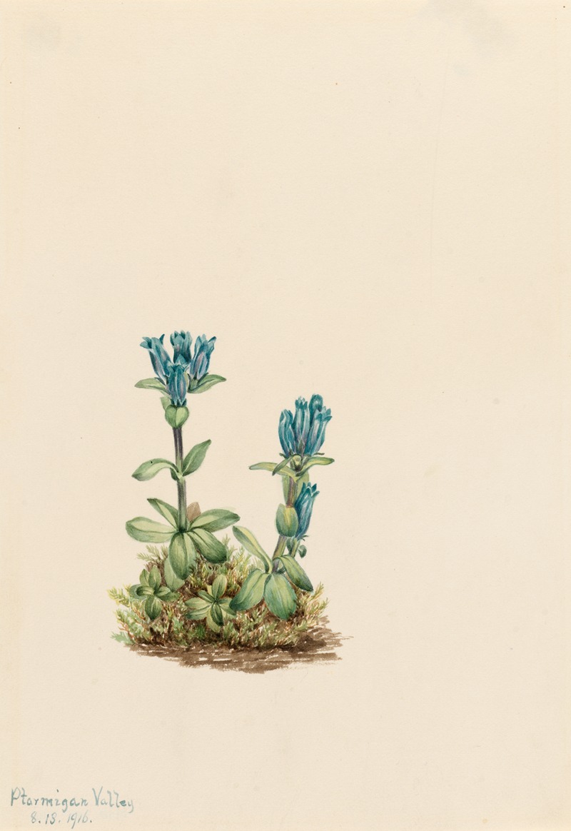 Bluegreen Gentian (Gentiana glauca) — Mary Vaux Walcott