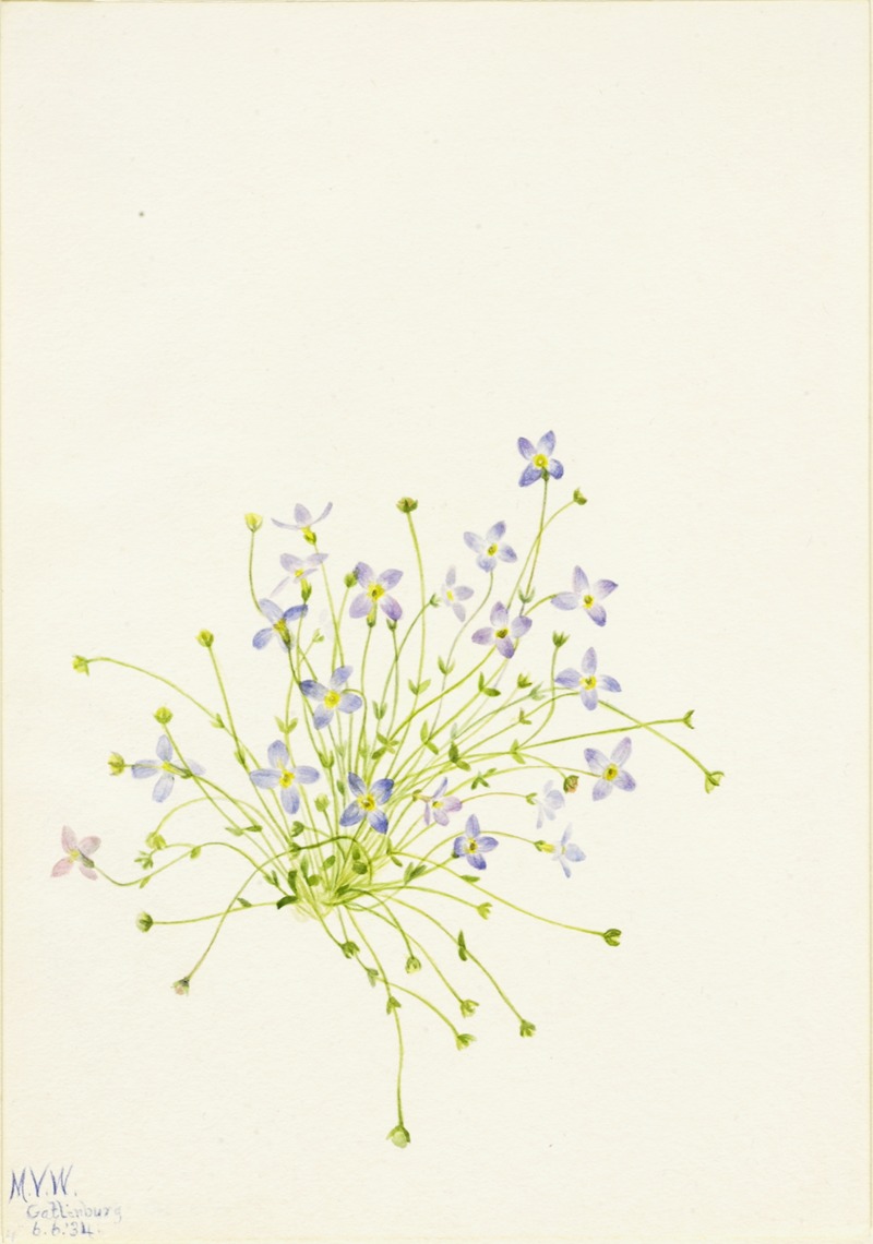Bluets (Houstonia serpyllifolia) by Мэри Вокс Уолкотт, 1934 — digital art print download