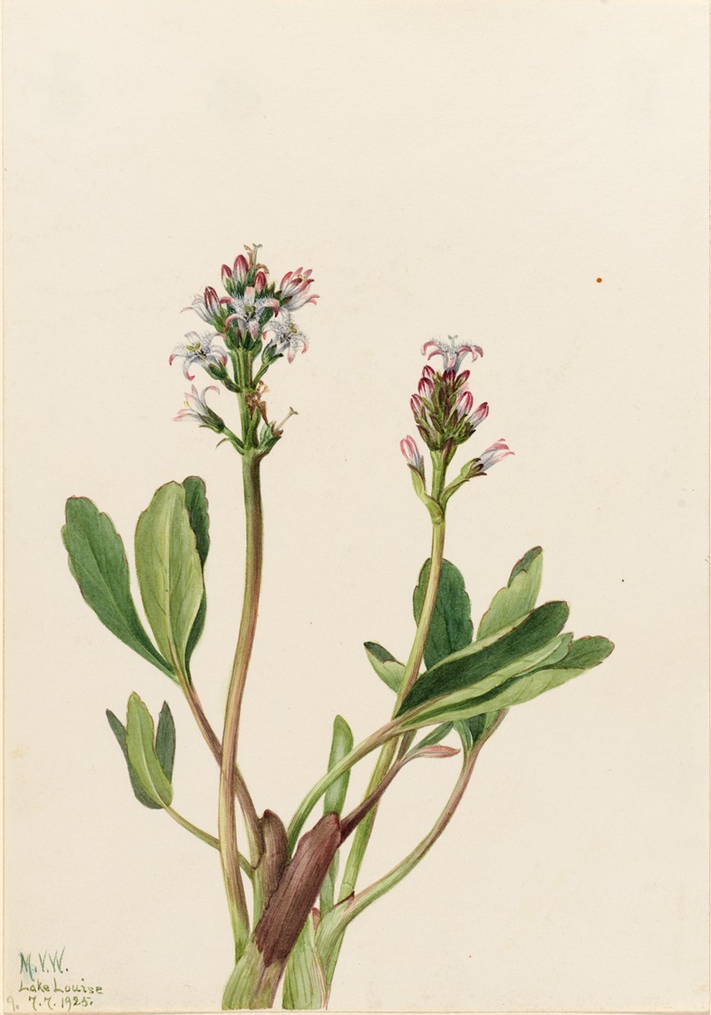 Bogbean (Menyanthes trifoliata) — Мэри Вокс Уолкотт