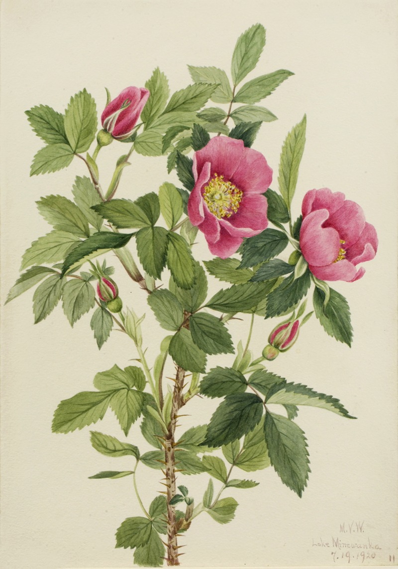 Bourgeau Rose (Rosa bourgeauiana) — Mary Vaux Walcott