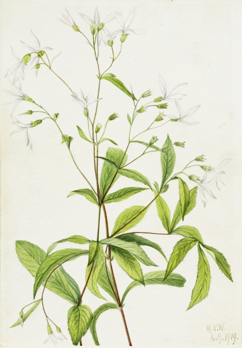Bowmansroot (Porteranthus trifoliatus) by Mary Vaux Walcott, 1919 — digital art print download