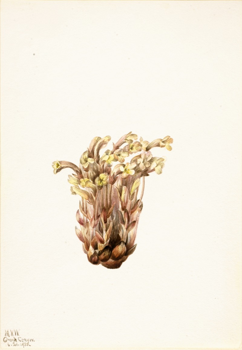Broomrape (Orobanche fasciculata) by Мэри Вокс Уолкотт, 1933 — digital art print download