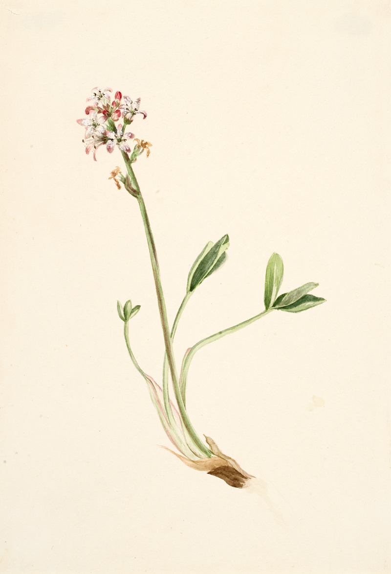 Buckbean (Menyanthes trifoliata) — Мэри Вокс Уолкотт