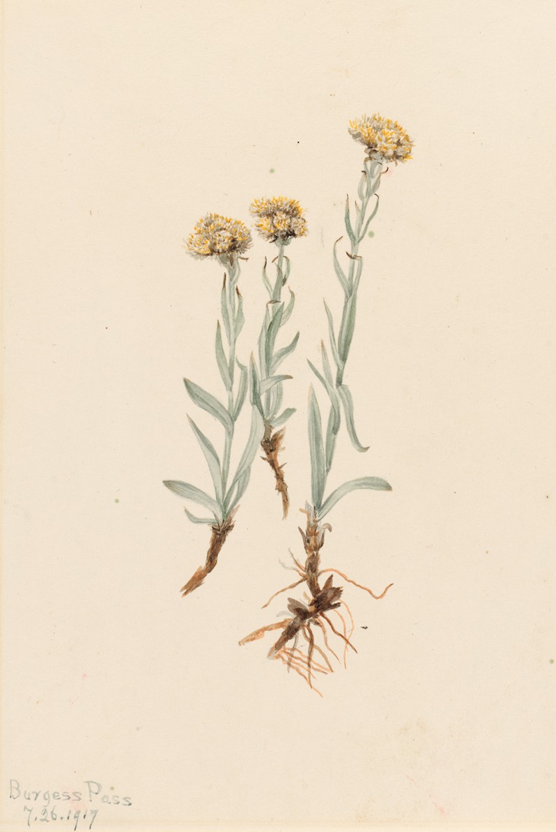 Buff Pussytoes (Antennaria luzuloides) — Мэри Вокс Уолкотт