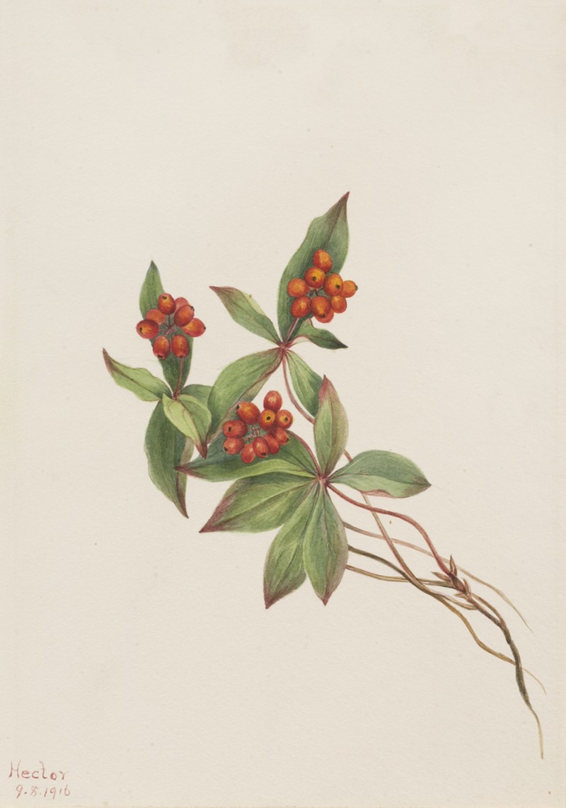 Bunchberry (Cornus canadensis) by Мэри Вокс Уолкотт, 1916 — digital art print download