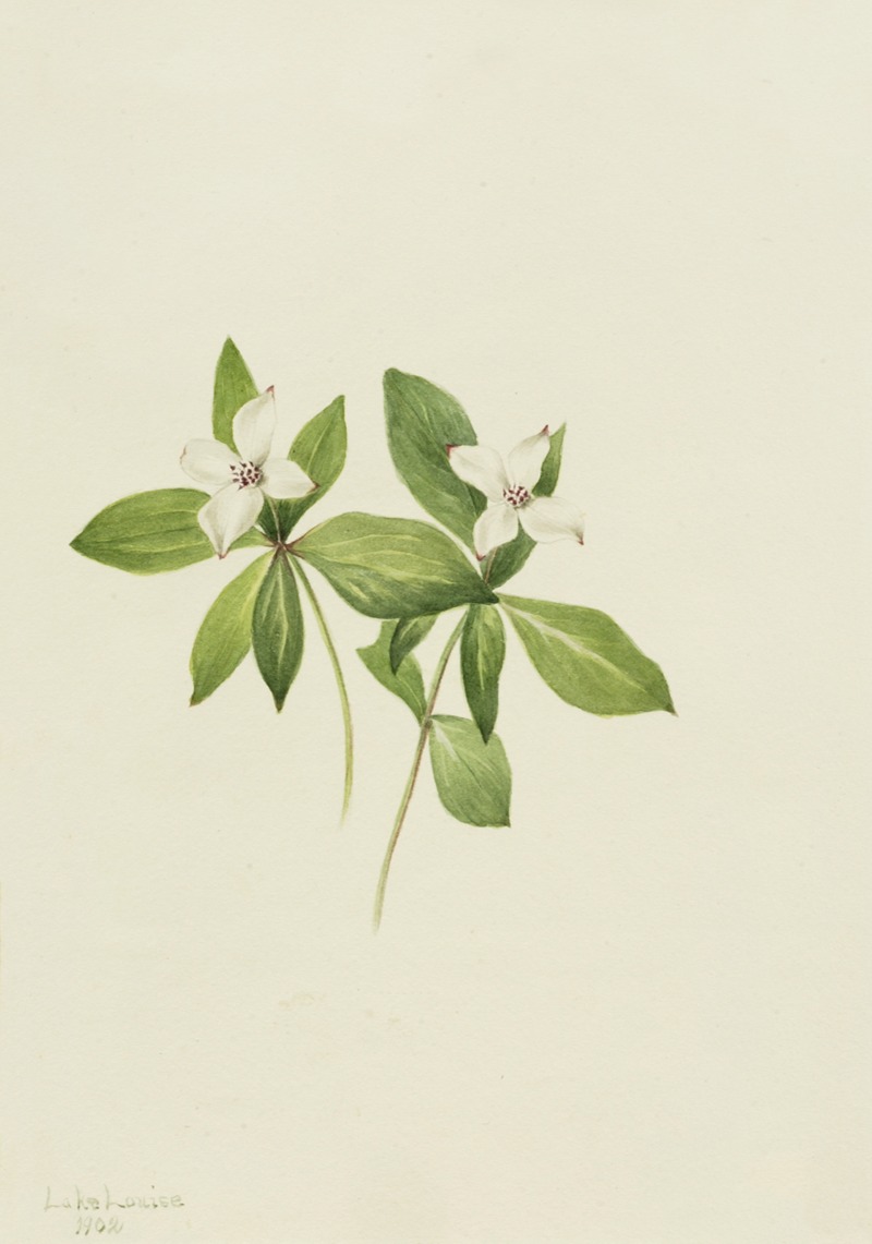 Bunchberry (Cornus canadensis) by Мэри Вокс Уолкотт, 1902 — digital art print download