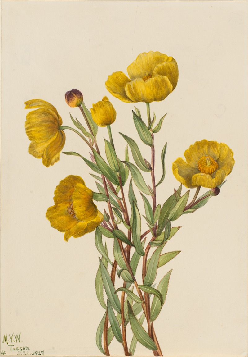 Bushpoppy (Dendromecon rigidum) by Мэри Вокс Уолкотт, 1927 — digital art print download