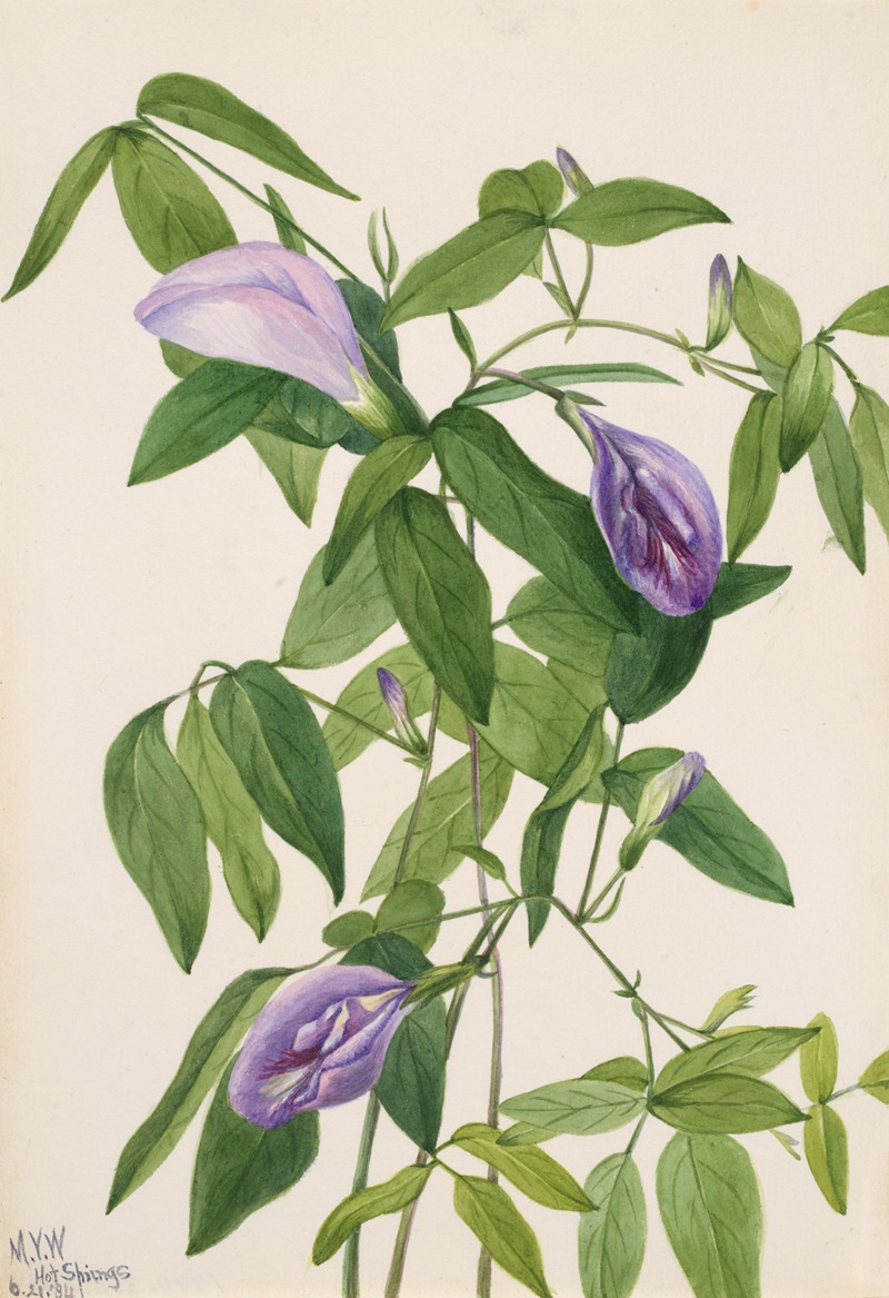 Butterfly Pea (Clitoria mariana) by Мэри Вокс Уолкотт, 1934 — digital art print download