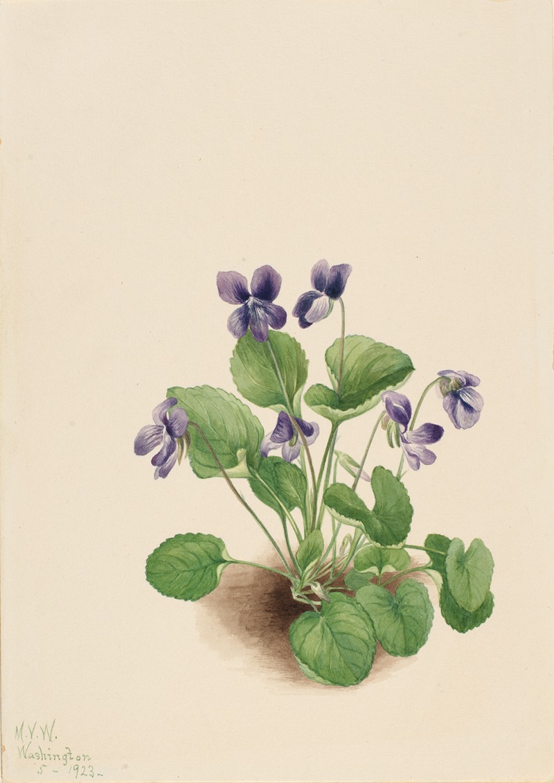 Butterfly Violet (Viola papilionacea) by Mary Vaux Walcott, 1923 — digital art print download
