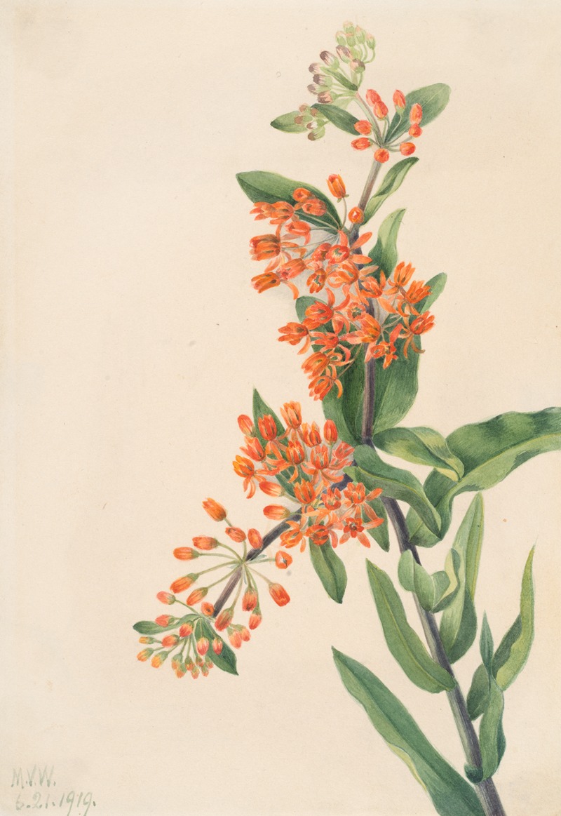 Butterfly Weed (Ascelpias tuberosa) — Mary Vaux Walcott