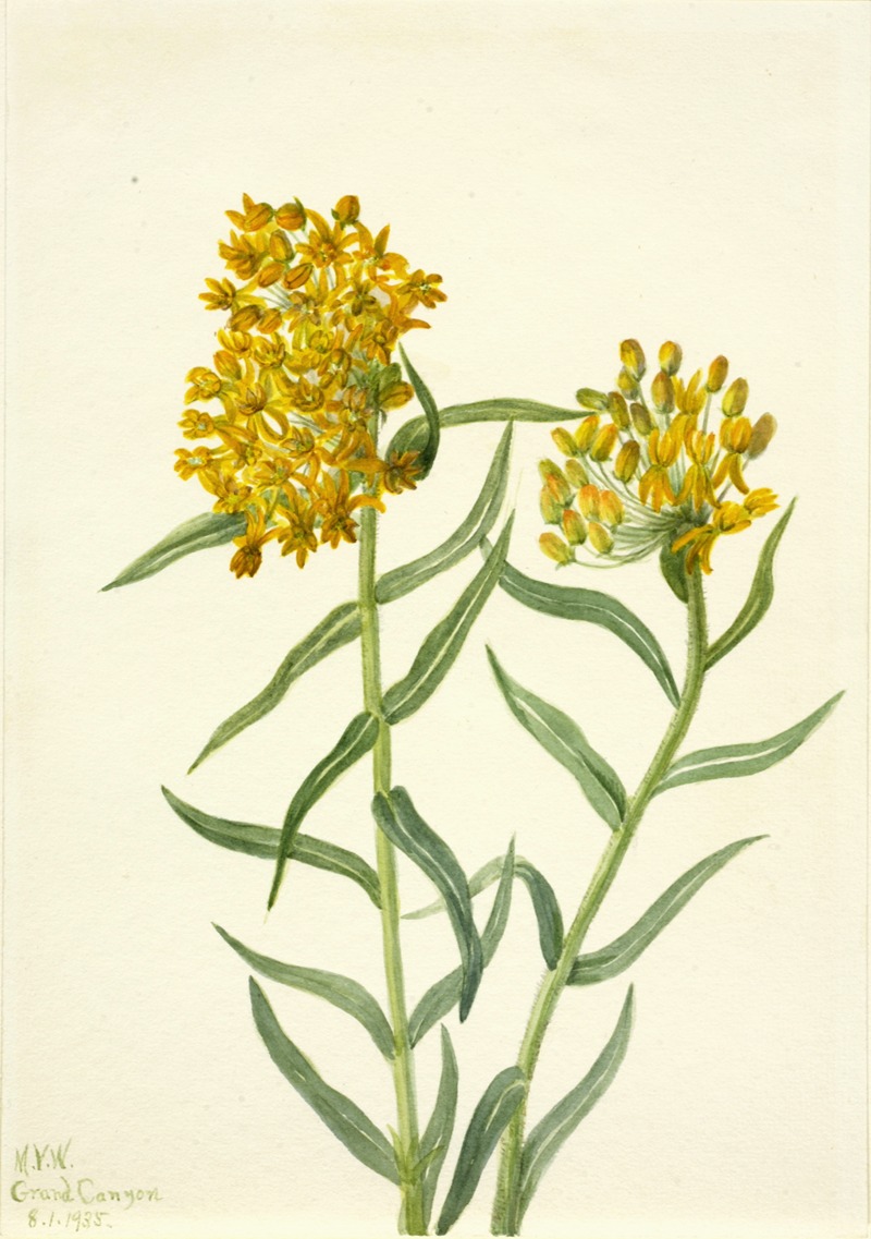 Butterfly Weed (Ascelpias tuberosa) — Mary Vaux Walcott
