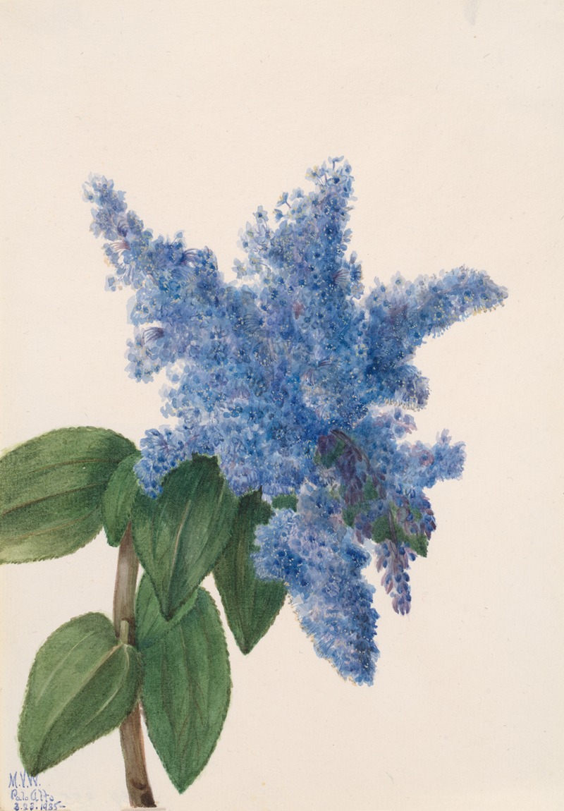 California Lilac (Ceanothus thyrsiflorus) by Мэри Вокс Уолкотт, 1935 — digital art print download