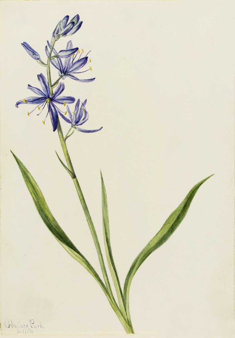 Camas (Quamasia quamash) by Мэри Вокс Уолкотт, 1916 — digital art print download