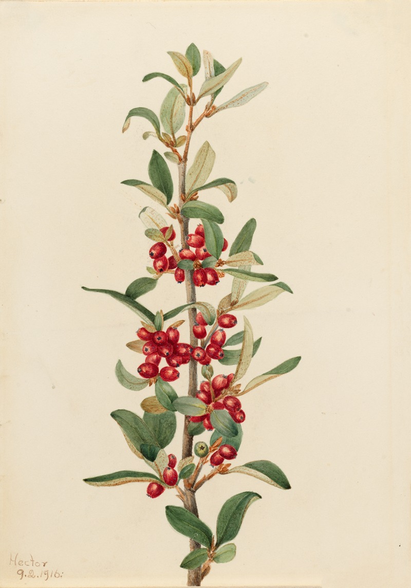 Canada Buffaloberry (Lepargyrea canadensis) by Мэри Вокс Уолкотт, 1916 — digital art print download