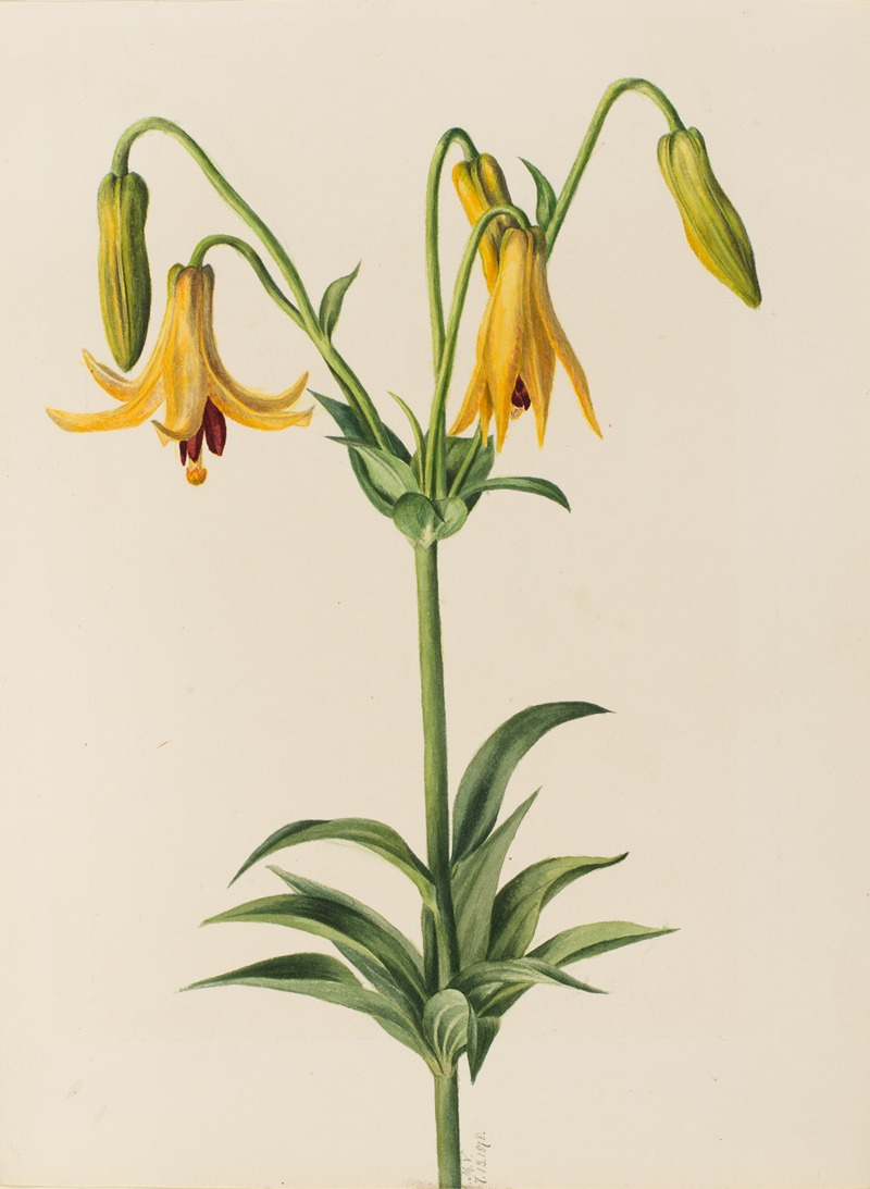 Canada Lily (Lilium canadense) by Мэри Вокс Уолкотт, 1878 — digital art print download