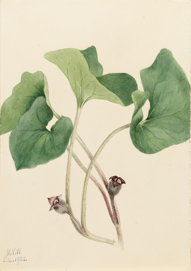 Canada Wild Ginger (Asarum canadense) by Мэри Вокс Уолкотт, 1920 — digital art print download