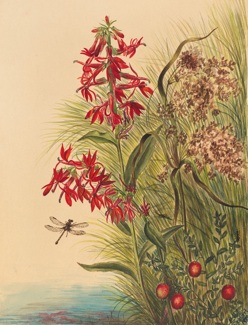 Cardinal Flower (Lobelia cardinalis) by Мэри Вокс Уолкотт, 1880 — digital art print download