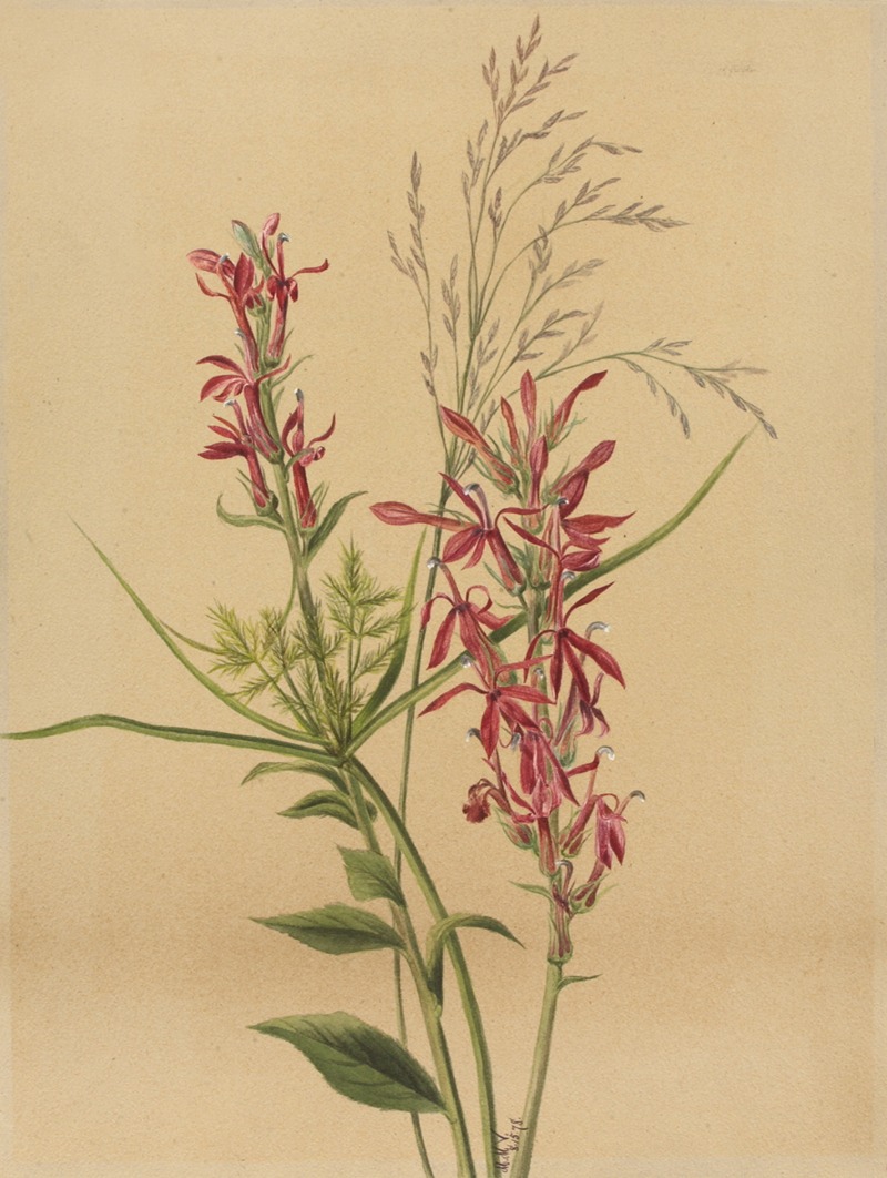 Cardinal Flower (Lobelia cardinalis) — Мэри Вокс Уолкотт